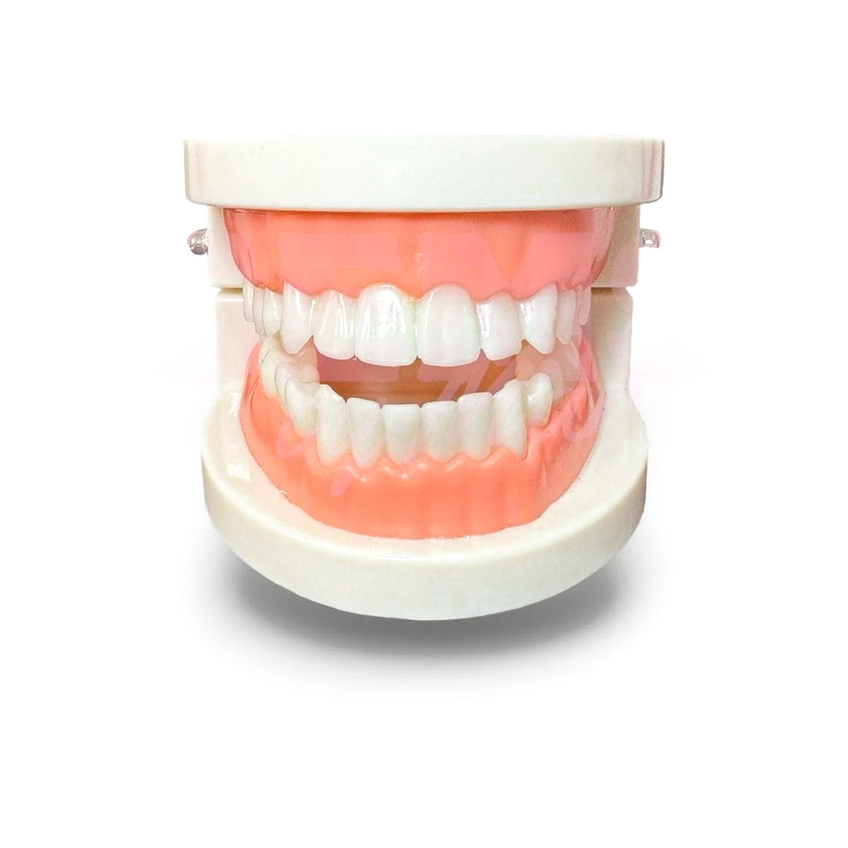 Modelo dental - Gems By Mar